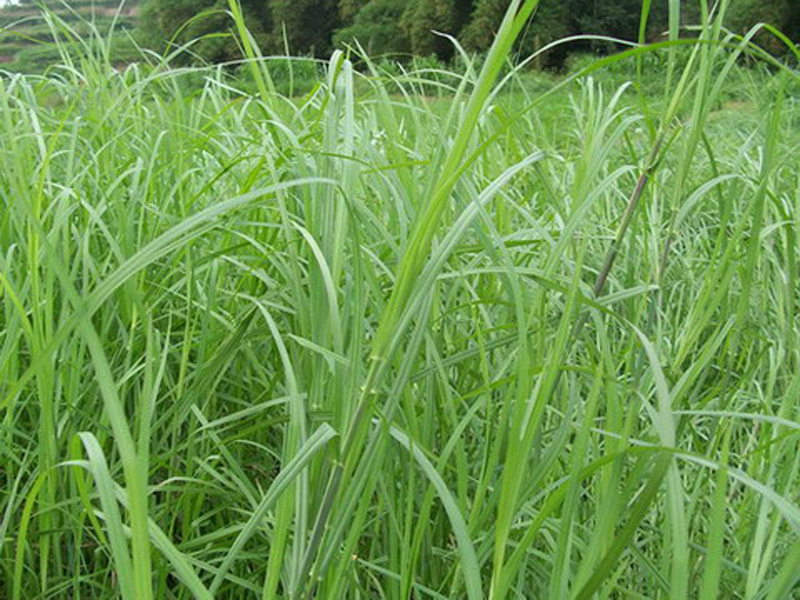  p>牛鞭草(学名: i>hemarthria altissima /i> (poir.) stapf et c.