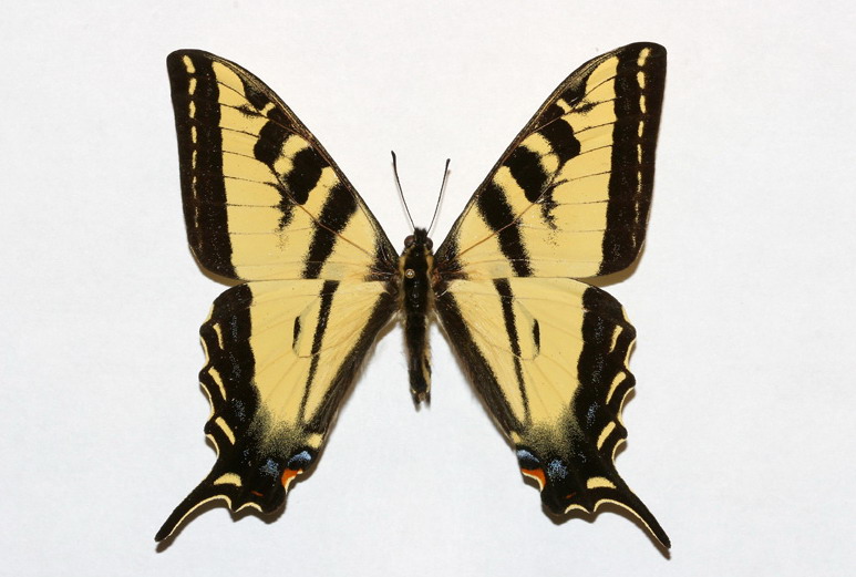  p>虎凤蝶(学名:luehdorfia puziloi)是虎凤蝶属的 a href="#" data