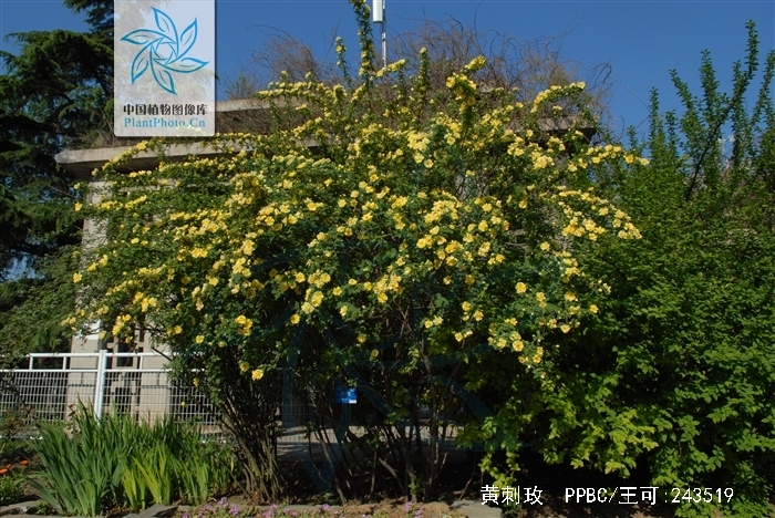  p>黄刺玫,拉丁学名: rosa xanthina lindl,落叶灌木.