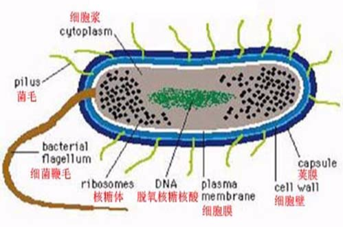  p>荚膜(capsule)是某些细菌表面的特殊结构,是位于 a target="_blank
