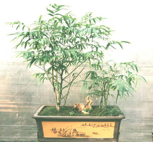 佛肚竹
