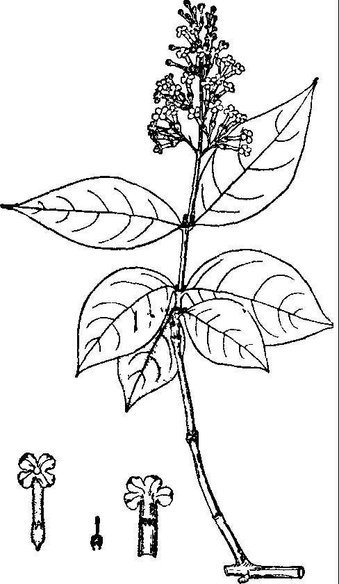  p> b>腺叶醉鱼草 /b>(学名: i>buddleja delavayi /i>)为马钱科 a