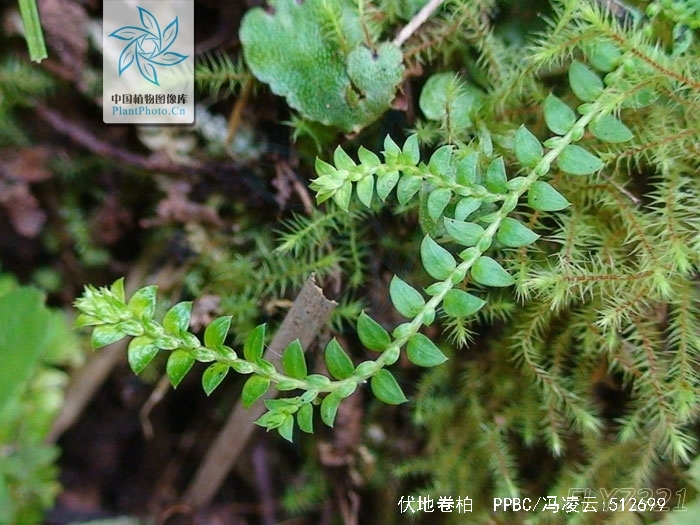 茎枝细弱,伏地蔓生,叶薄草质.大孢子橘黄色;小孢子橘红色.