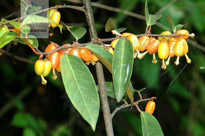  p>巴东胡颓子,别名: a target="_blank" href="/item/铜色叶胡颓子