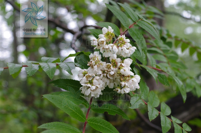  p>太白花楸(学名:sorbus tapashana c. k. schneid.