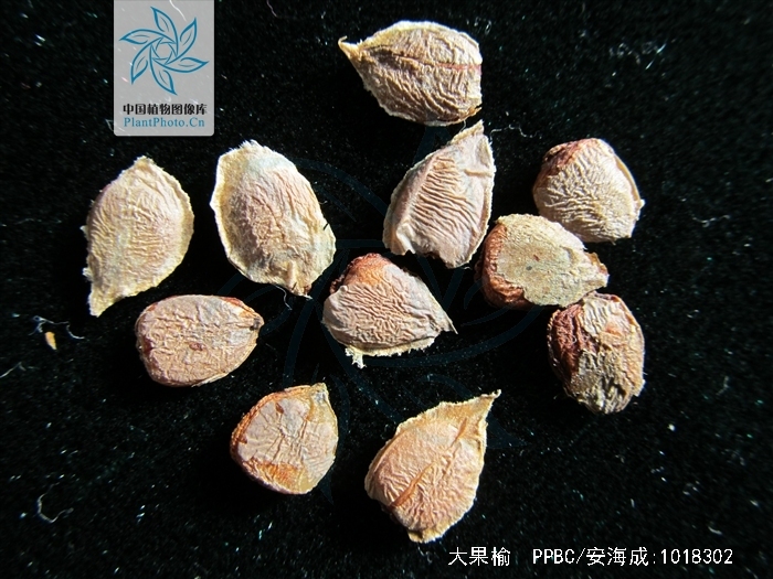 大果榆