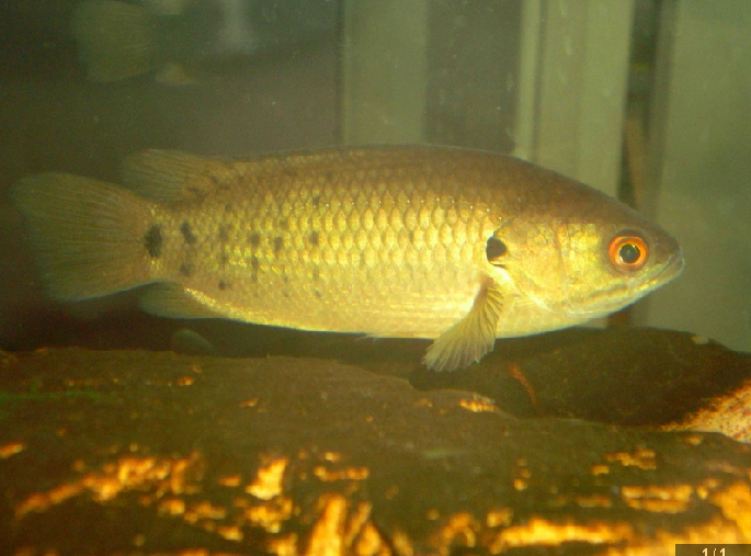  p>攀鲈科(学名: i>anabantidae /i>)是鲈形目,攀鲈亚目下一个科,包含