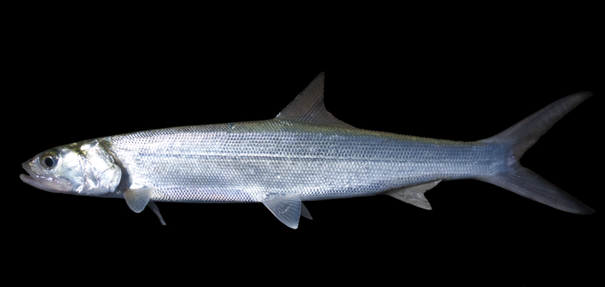 >及 a href="#" data-lemmaid="2260673">大海鲢 /a>近缘的热带海产鱼