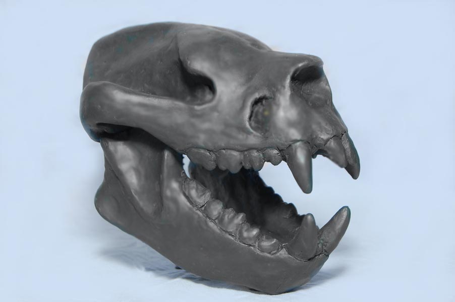 裂肉兽(sarkastodon)