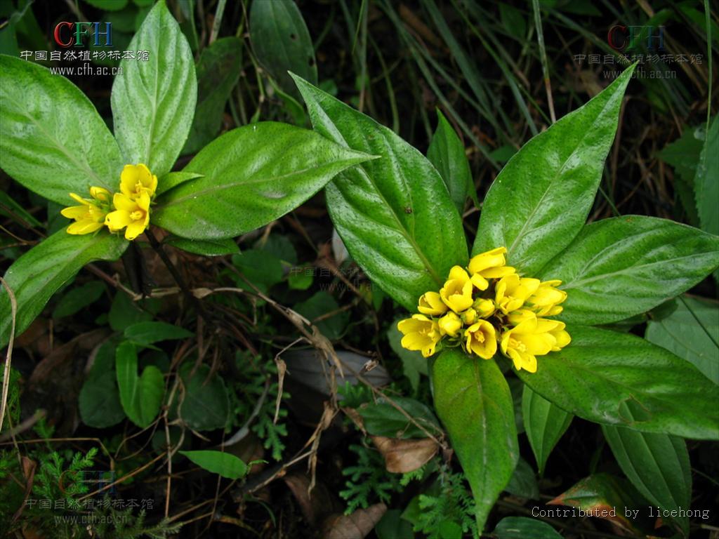 lysimachia paridiformis franch.