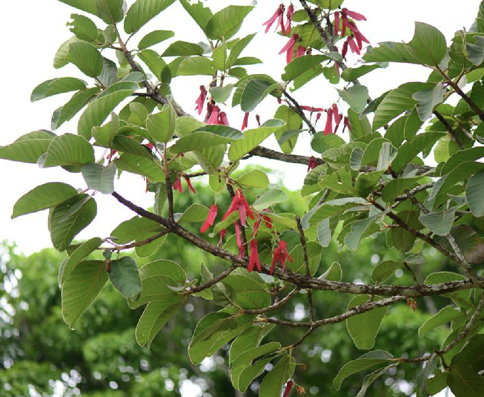 龙脑香树 全网资源