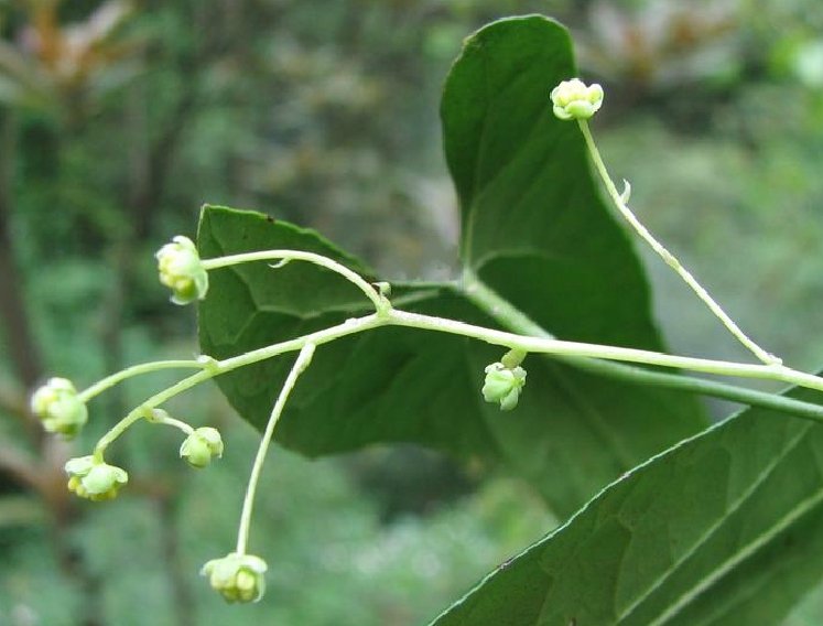  p>青牛胆(学名: i>tinospora sagittata /i> (oliv.) gagnep.