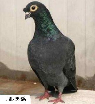 方鼻型, a href="#" data-lemmaid="467639">眼睑 /a>色浅而与黑皂有