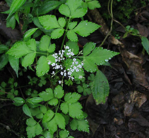 为伞形科植物五匹青 i>pternopetalum vulgare /i> (dunn) hand.