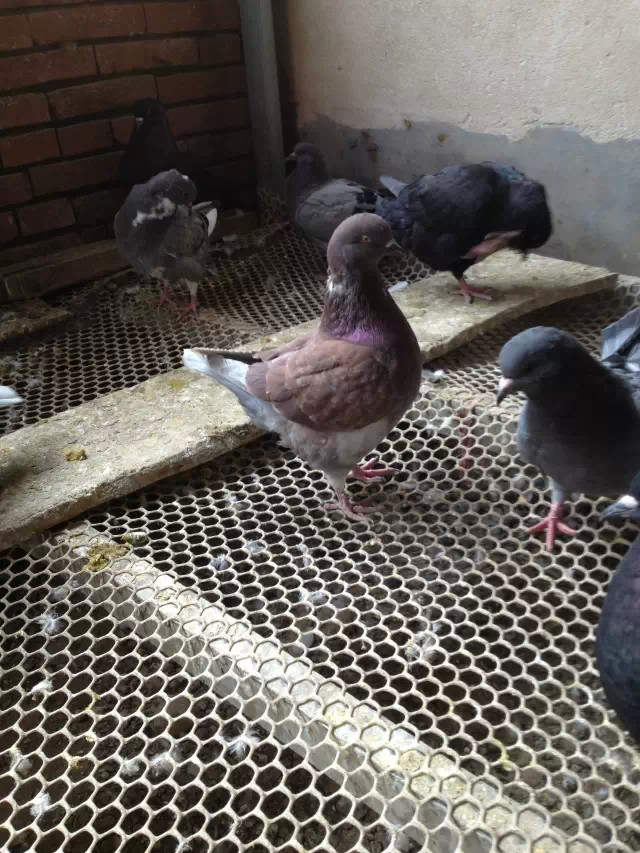  p data-id="go0kff2wav">元宝鸽属于 a target