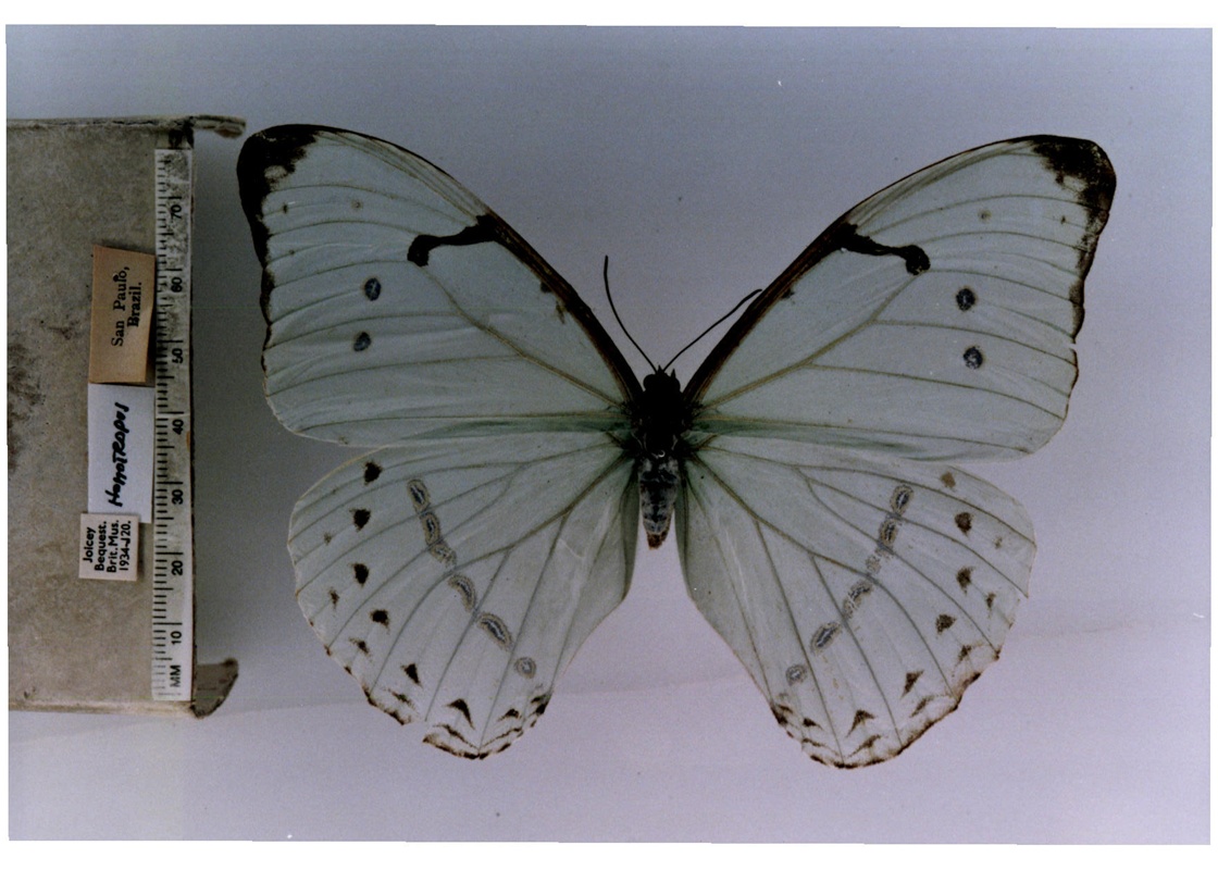 白摩尔闪蝶指名亚种