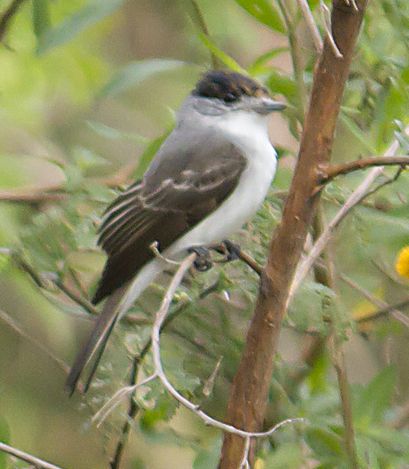 white-naped xenopsaris