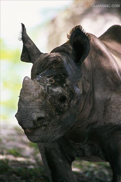  p>黑犀,学名: i> /i> i>diceros bicornis  /i>(linnaeus, 1758), a