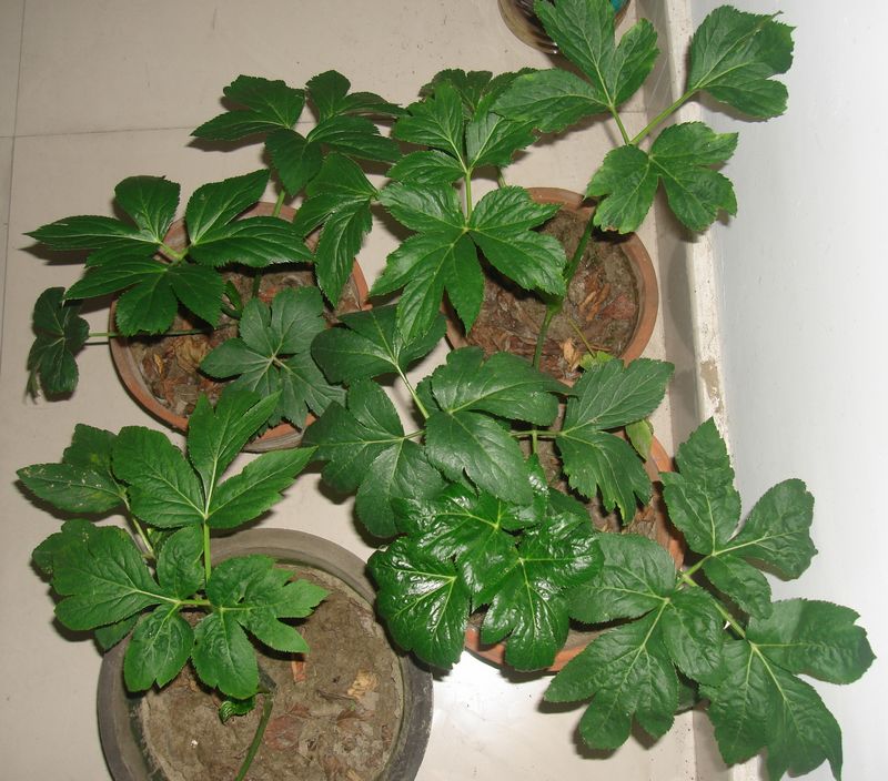  p>明日叶(学名: i>angelica /i>  i>keiskei /i> (miq.) koidz.