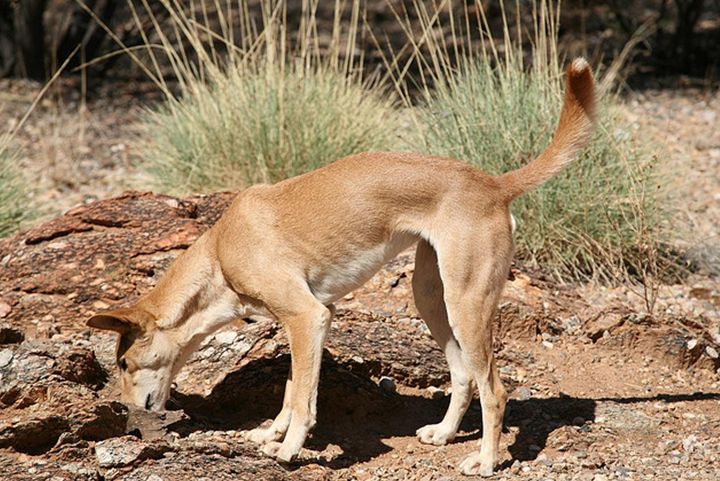  p>澳洲野狗(学名: i>canis lupus dingo /i>):在生物学分类属于 a