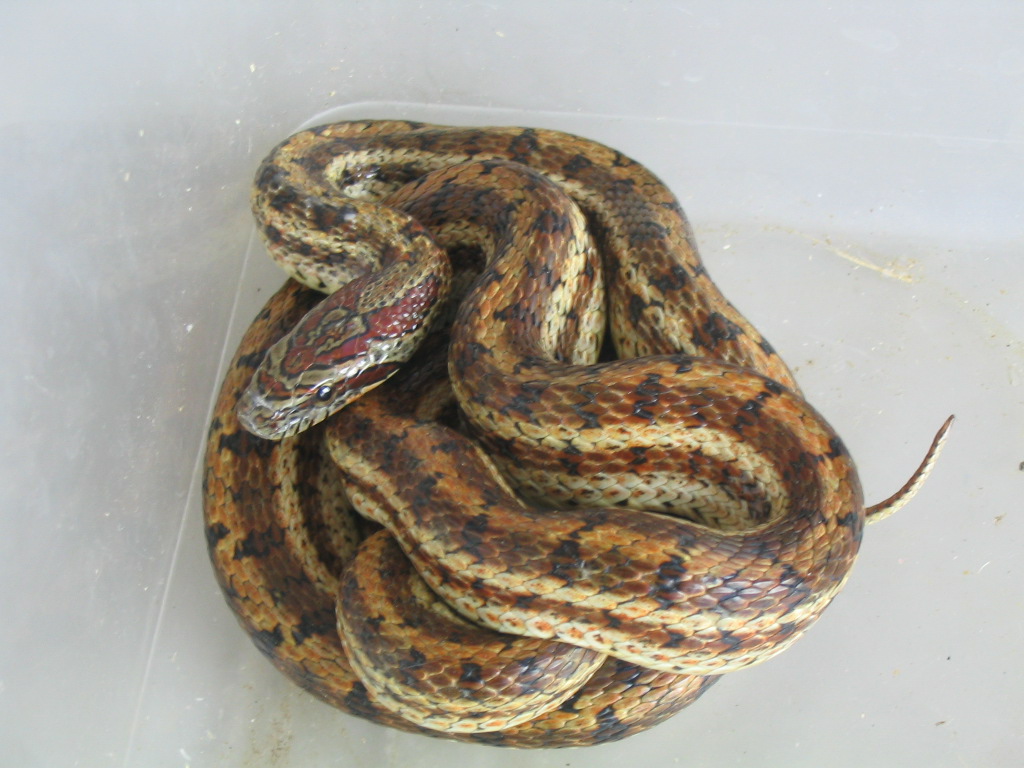  p>双斑锦蛇(学名:elaphe bimaculata)为 a href="#" data-lemmaid="