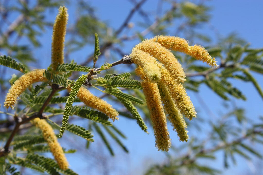  p>牧豆树属,我国 a href="#" data-lemmaid="122340">台湾 /a>,广东