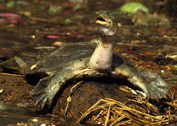  p>恒河鳖分布于 a href="#" data-lemmaid="3343920">恒河流域 /a>