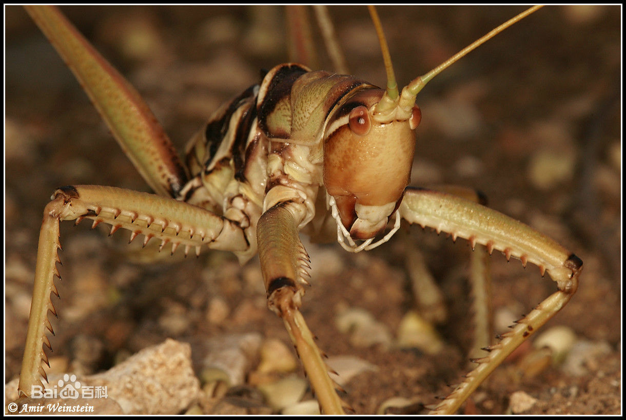  p data-id="gnwipbx5ac">saga ephippigera,欧洲大陆巨型肉食性螽斯.