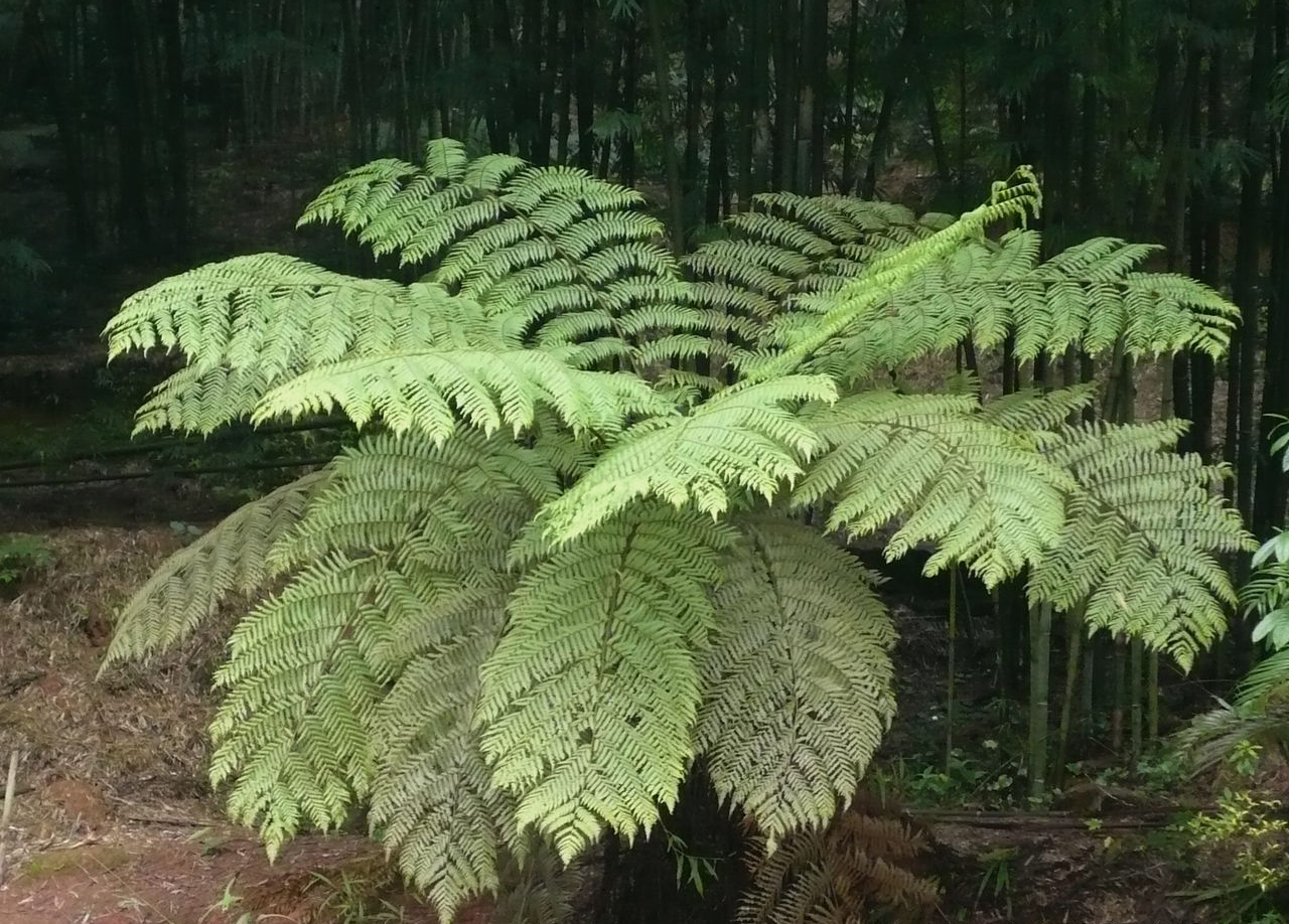 贵州省赤水桫椤国家级自然保护区