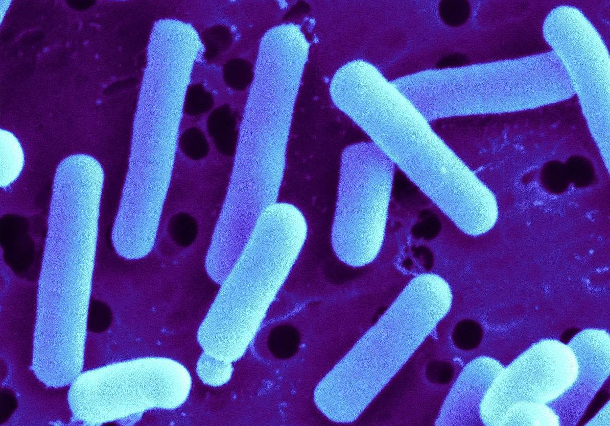  p>罗伊氏乳杆菌(lactobacillus reuteri)是已报道的几乎天然存在于