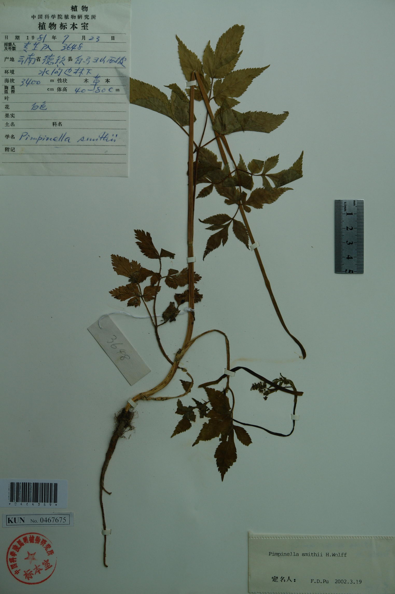  p>茴芹(学名pimpinellaanisum):为 a href="#" data-lemmaid="229183