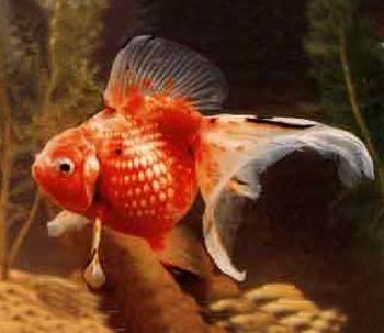 红白花翻鳃珍珠金鱼