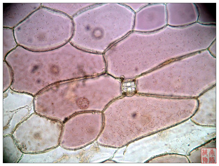  a target="_blank" href="/item/输导组织">输导组织 /a>, a target=