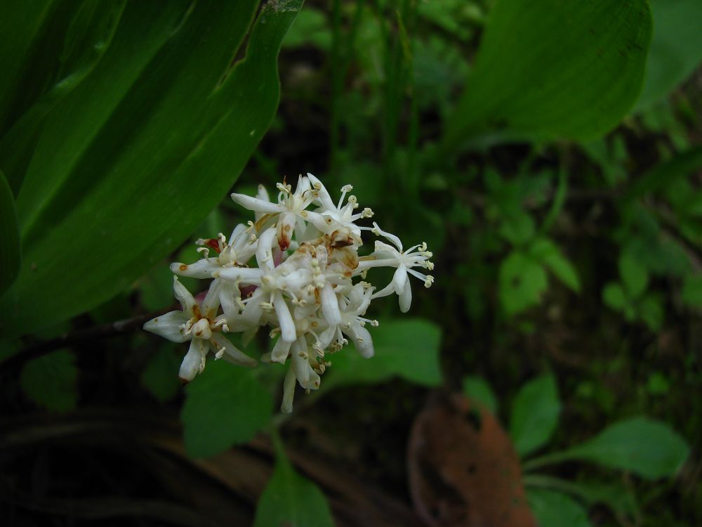  p>白穗花,(拉丁学名: i>speirantha gardenii /i> (hook.) baill.