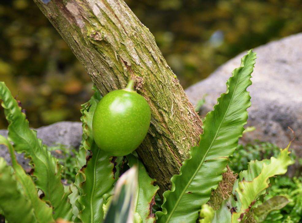  p>葫芦树属(学名: i>crescentia /i>  i>l /i>.