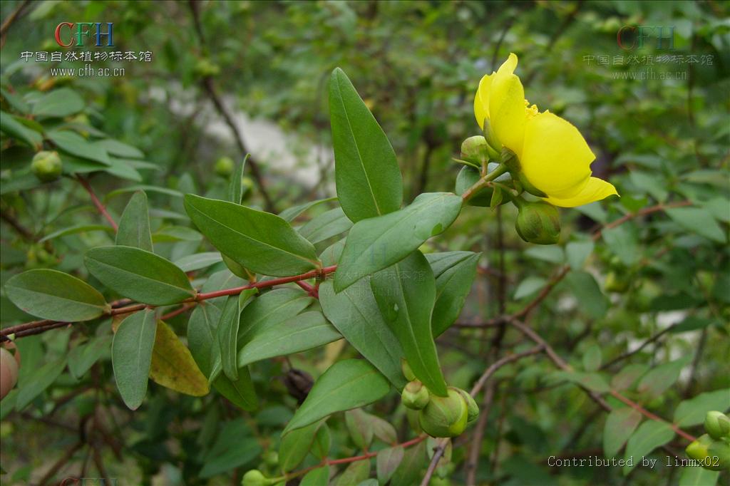  p>金丝梅(拉丁学名: i>hypericum patulum  /i>thunb.