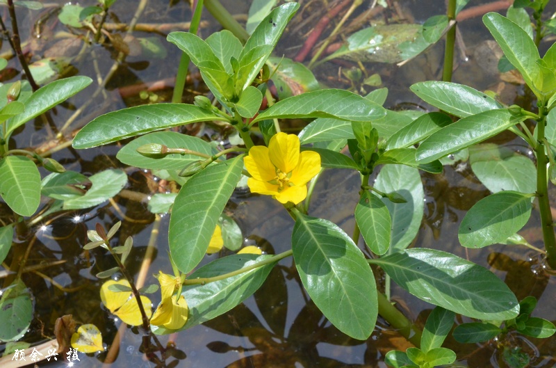  p>黄花水龙是生长在浅水的多年生浮叶植物,长可达5公尺,以不定芽繁殖