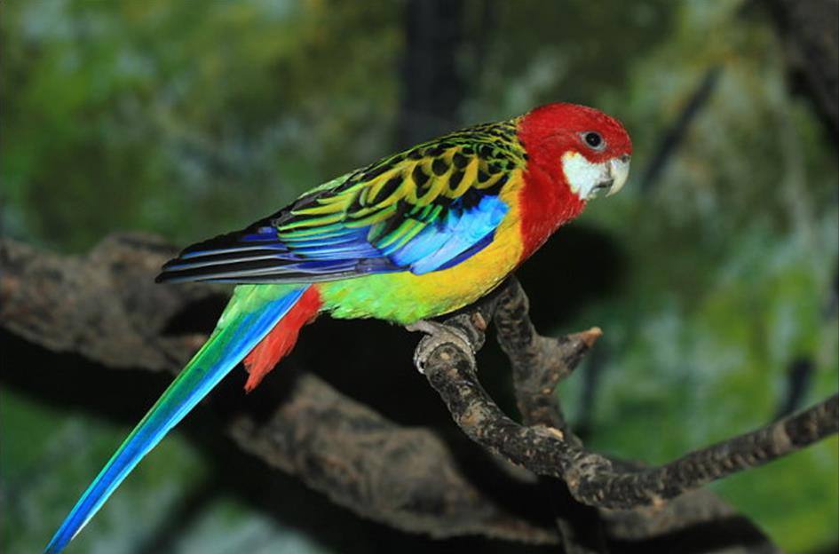  p>彩绘锥尾鹦鹉玫瑰头亚种是 a target="_blank" href="/item/锥尾