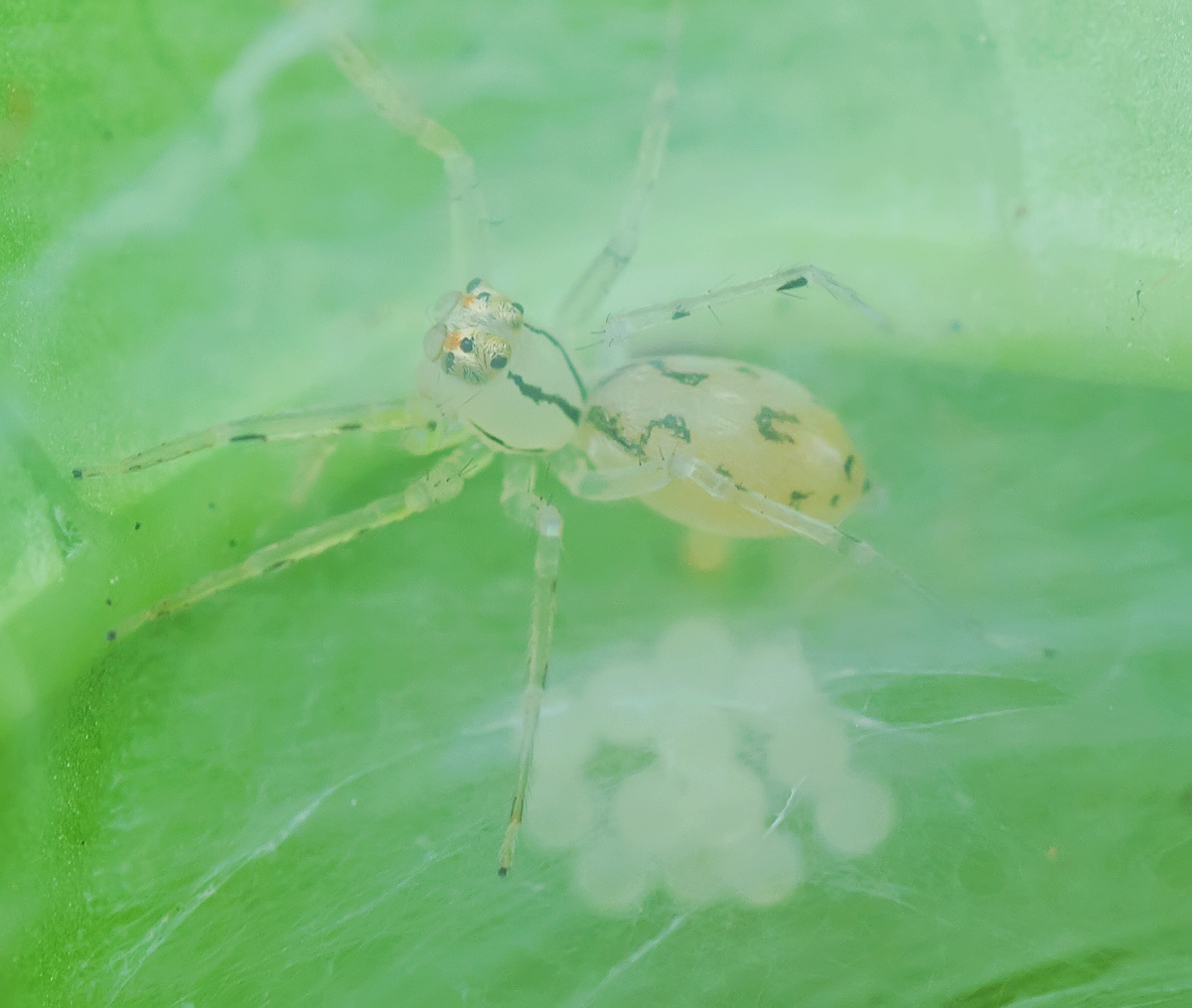  p>花萤科指的是 a>节肢动物门 /a>,六足亚门,昆虫纲,鞘翅目的一科.