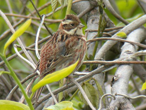  p>田鹀(学名: i>emberiza rustica /i>)鹀科鹀属鸟类,体长13-15厘米