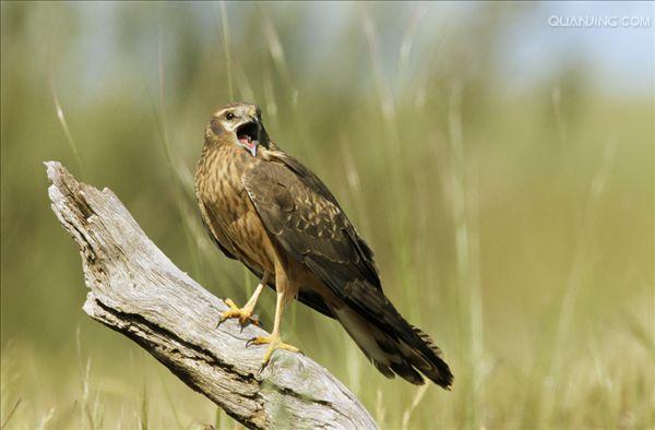  p>乌灰鹞(学名: i>circus pygargus /i>)为隼形目,鹰科鹞属的鸟类.