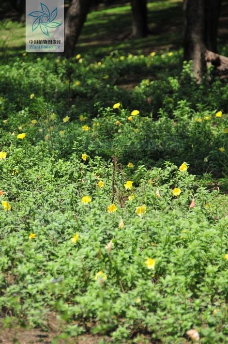  p>海边月见草(学名:oenothera drummondii hook.