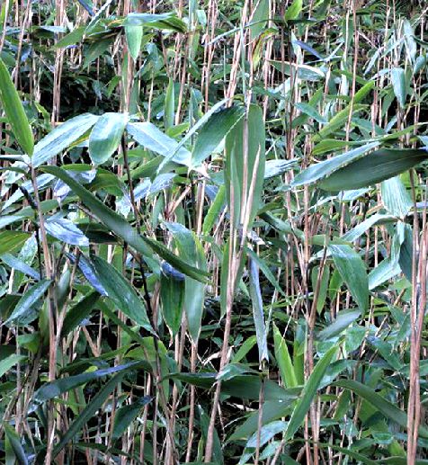 indocalamus tessellatus (munro) keng f.