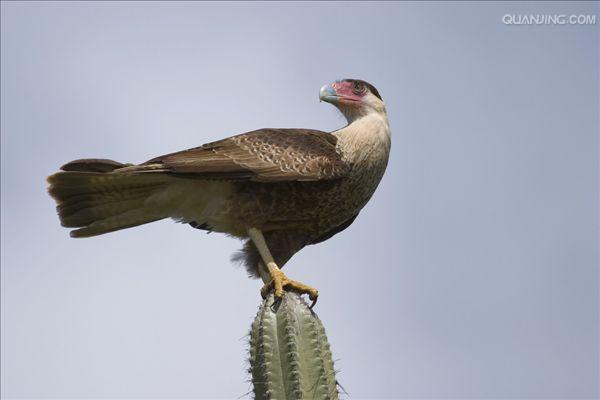  p>卡拉卡拉鹰 (caracara)亦称屍鹰(carrion hawk).