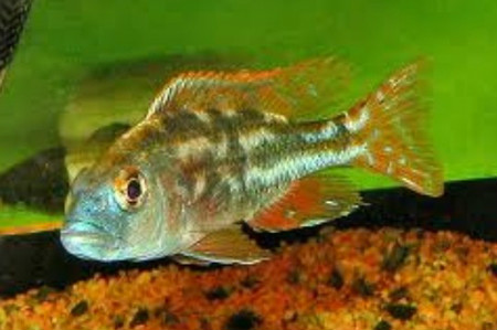 红马面,学名棕条雨丽鱼(nimbochromis fuscotaeniatus),为鲈形目,慈鲷