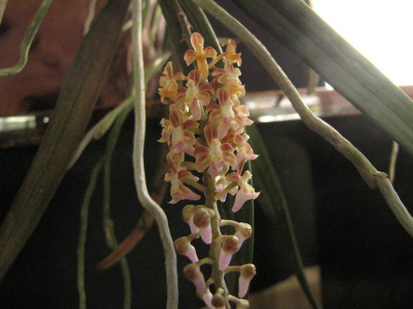  p>大叶隔距兰(学名: i>cleisostoma racemiferum /i> (lindl.