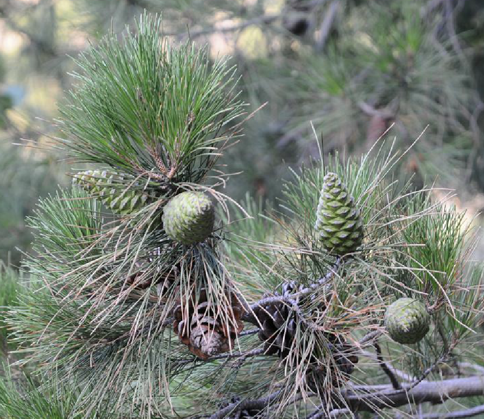 是松科松属植物,乔木,高达45-54米,胸径1米以上;树皮厚,暗红褐色,深
