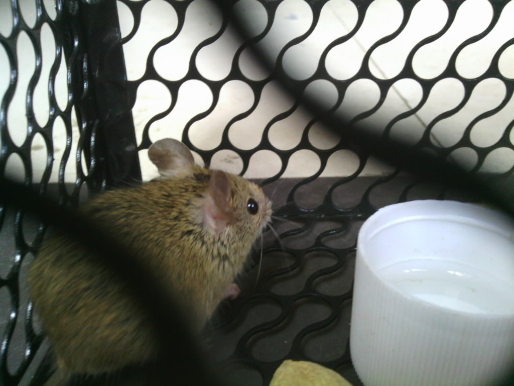  p>小家鼠(学名: i>mus musculus) /i>为 a href="#" data-lemmaid="