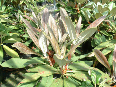  p>巨魁杜鹃(学名: i>rhododendron grande /i> wight):常绿 a href="