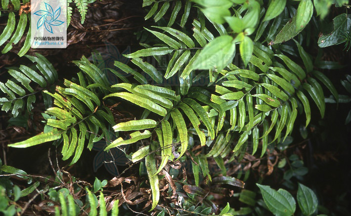  p data-id="gnayvi4ui3">华东瘤足蕨(学名:pl